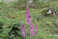 Digitalis purpurea